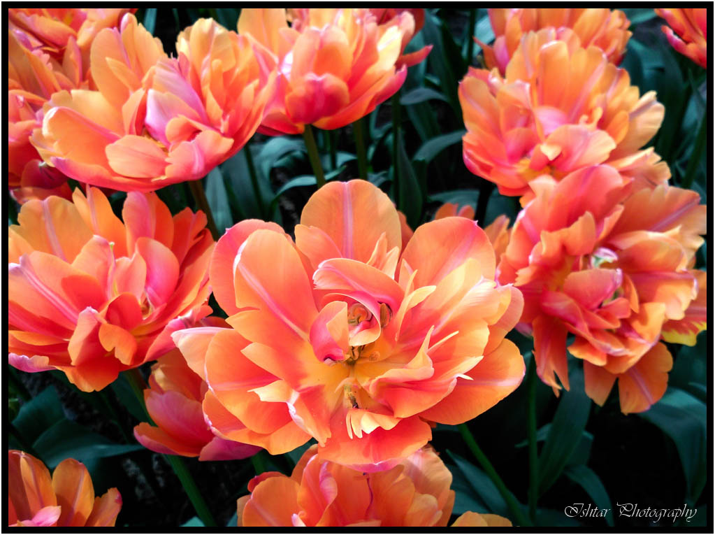 Primavera